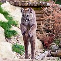 slides/IMG_8797.jpg wildlife, feline, big cat, cat, predator, fur, cougar, mountain, lion, puma, jump, leap WBCW97 - Puma - Mountain Lion - Jump